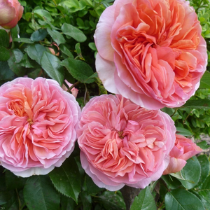 Oranžovoružová, tmavooranžová - parková ruža